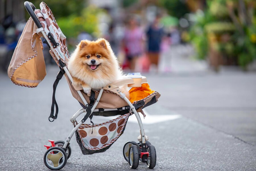 dog stroller